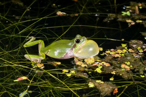 Laubfrosch