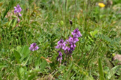 lilafarbenes Knabenkraut auf einer Wiese