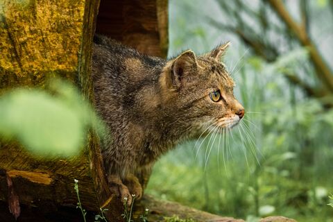 Wildkatze im Wildkatzendorf Hütscheroda