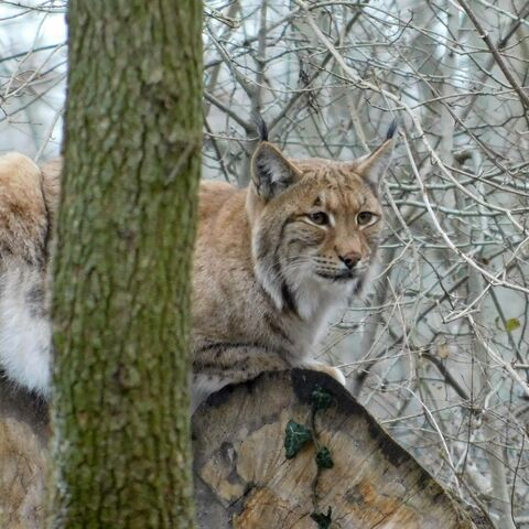 Luchs Looki auf einem Baumstamm sitzend im Winter