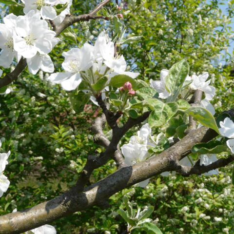 Zweig eines Obstbaumes mit zahlreichen weißen Blüten