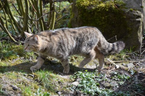 Wildkater im BUND-Wildkatzendorf