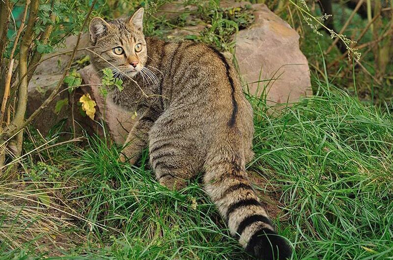 Wildkatze Carlo im Gras mit gestreiftem Schwanz