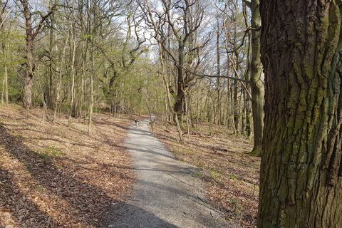 Blick auf den Wildkatzenschleichpfad im Frühljahr