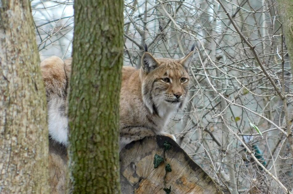 Luchs Looki auf einem Baumstamm sitzend im Winter