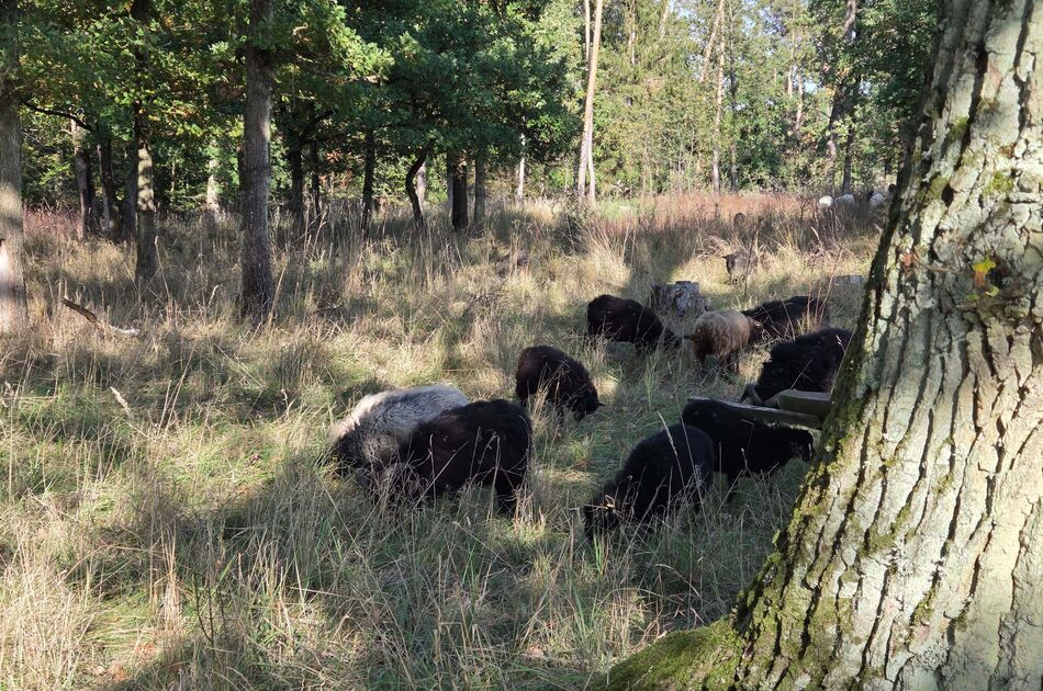 Schafe und Ziegen als Landschaftspfleger im Lachenwäldchen