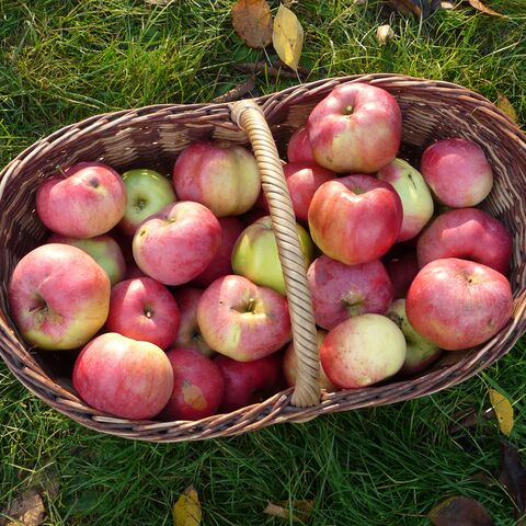 Geflochtener Korb voll mit rotgelben Äpfeln auf einer Herbstwiese