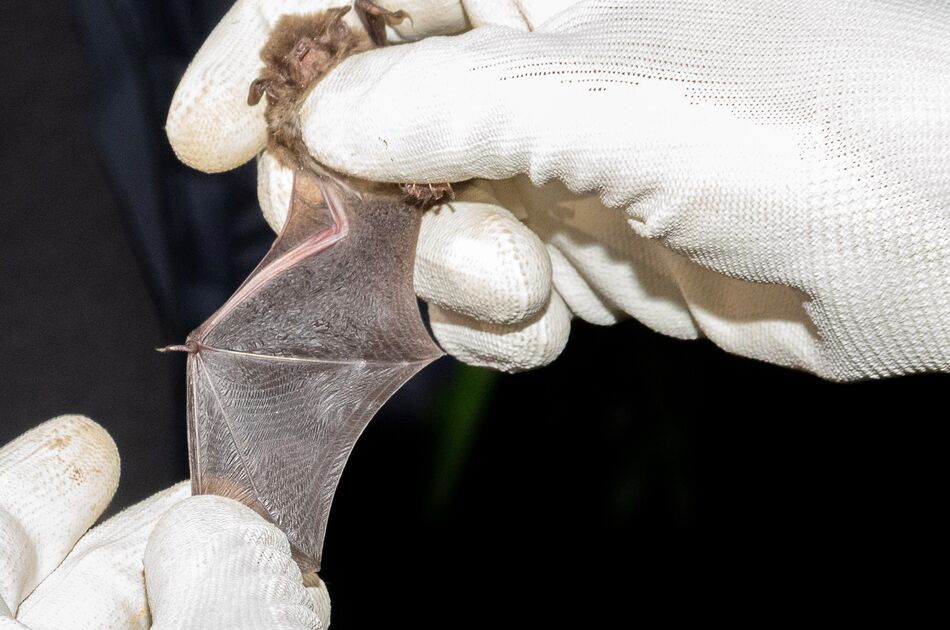 Fledermausbestimmung bei der Fledermausnacht