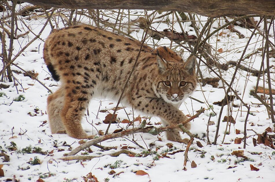 Jungluchs Janus im Schnee im Wildkatzendorf Hütscheroda