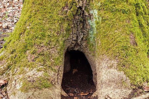 Bemooster Baumstamm mit Höhle