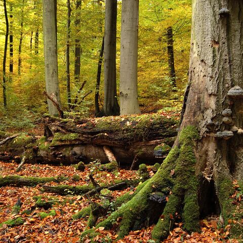 Blick auf den Nationalpark Hainich mit rot-braun gefärbten Blättern auf dem Waldboden