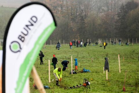 Viele Menschen pflanzen auf einer freien Fläche zwischen zwei Waldstücken Bäume