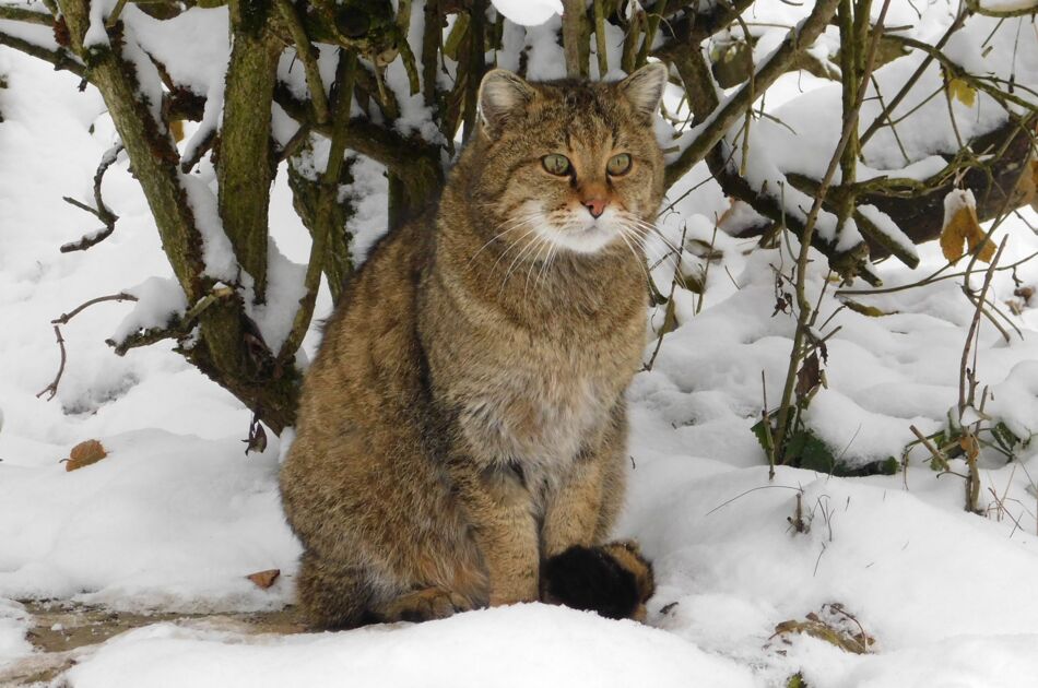 Wildkatze Carlo im Schnee sitzend