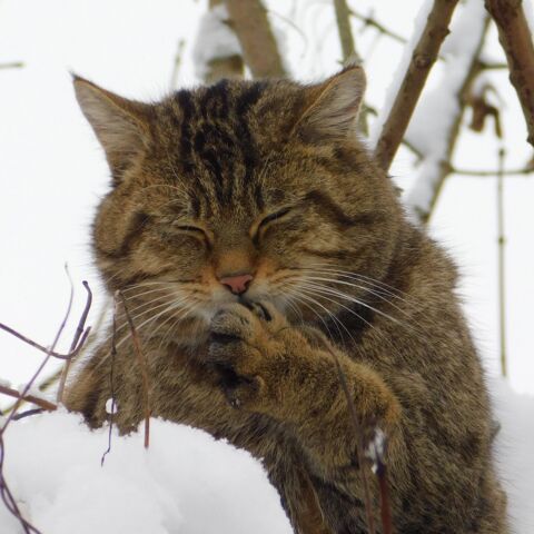 Wildkatze Waro im Schnee mit geschlossenen Augen an seiner linken Pfote leckend