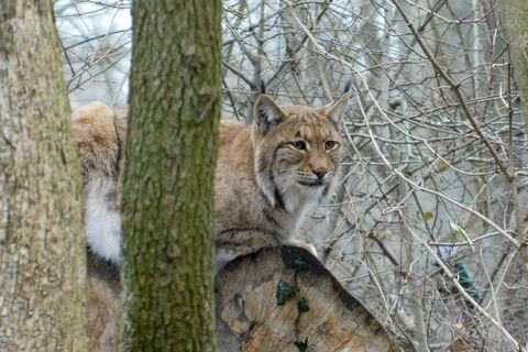 Luchs Looki auf einem Baumstamm sitzend im Winter