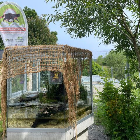 Blick auf das Schauterrarium der Gelbbauchunken vor den Zuchtbecken