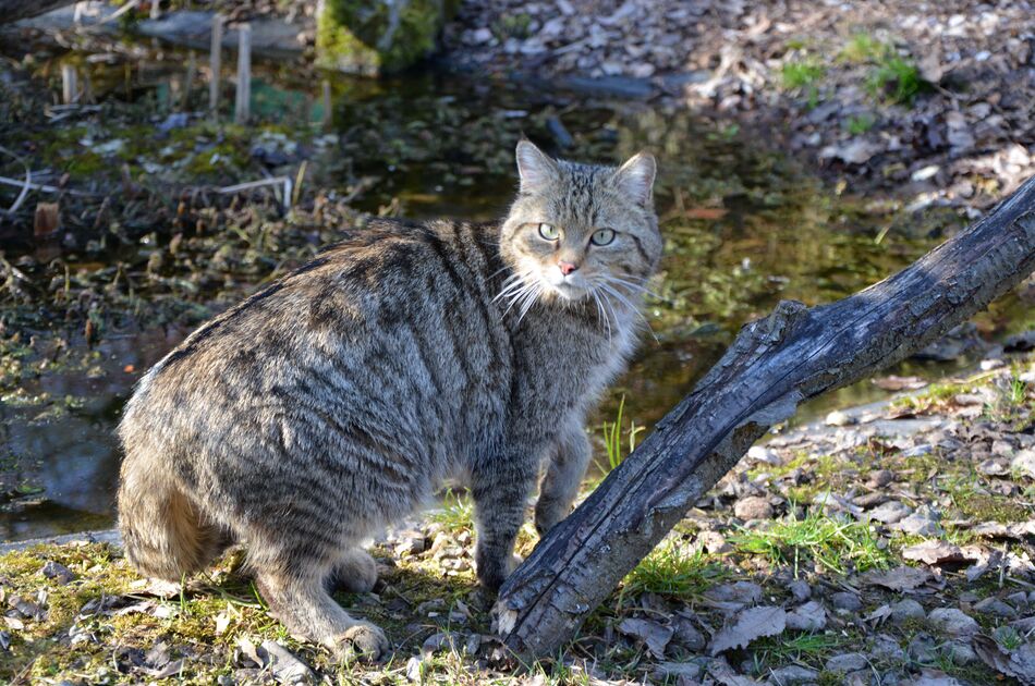 Waro steht an einem Baumstamm und schaut sich um