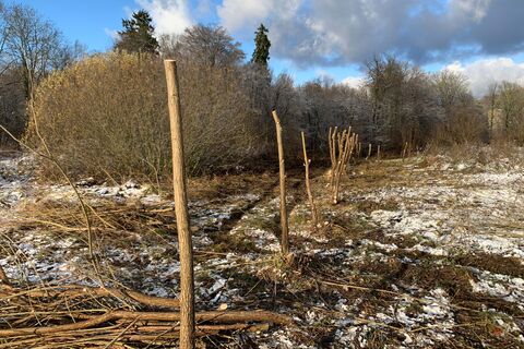 Blick auf Kopfweiden bei Breme, an denen frisch der Pflegeschnitt durchgeführt wurde