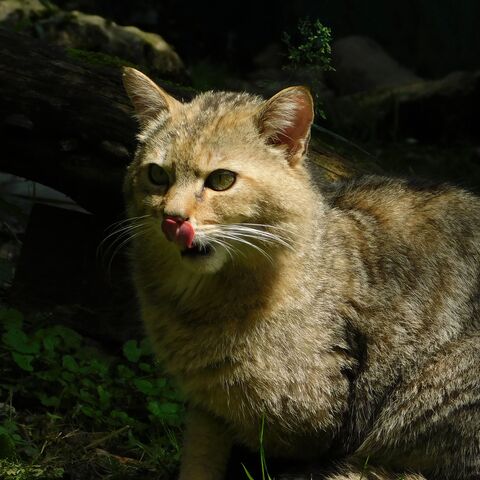Wildkatze im Mondschein