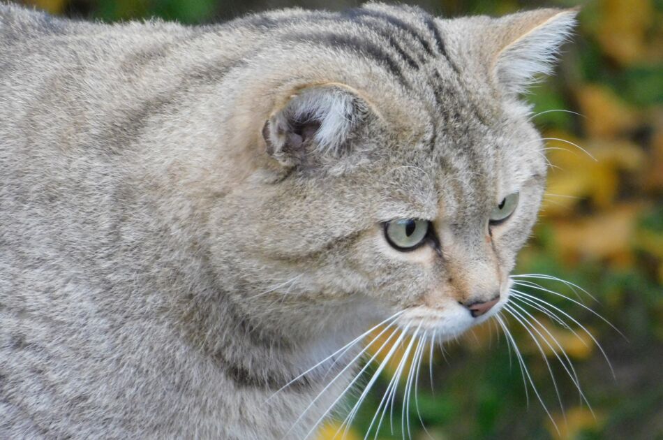 Wildkater Emil mit Kopf und Hals vor verschwommenem Hintergrund