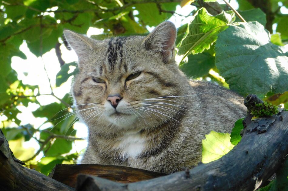 Wildkuder Waro unter einem grünen Blätterdach