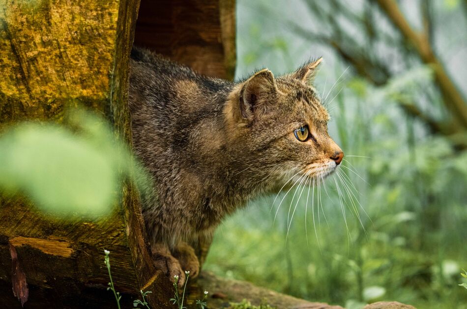 Wildkatze im Wildkatzendorf Hütscheroda