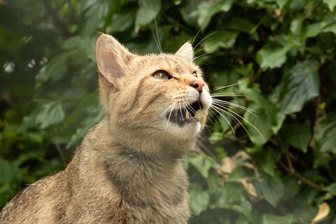 Wildkater Waro im Wildkatzendorf Hütscheroda vor grüner Hecke