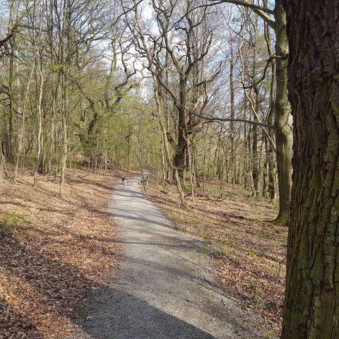 Blick auf den Wildkatzenschleichpfad im Frühljahr
