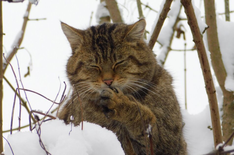 Wildkatze Waro im Schnee mit geschlossenen Augen an seiner linken Pfote leckend