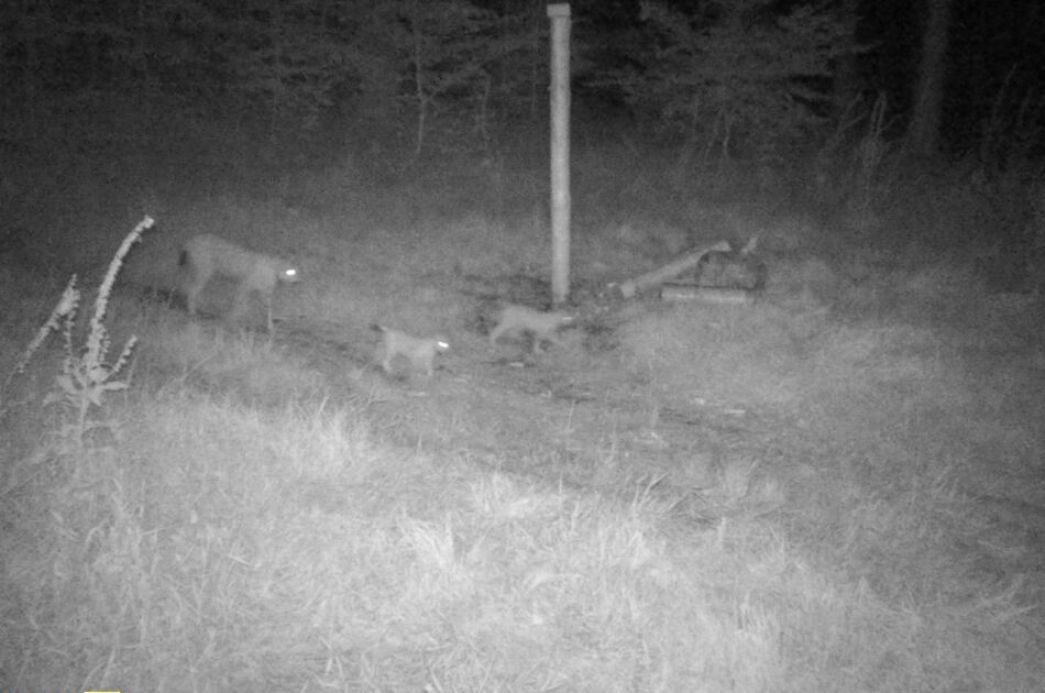 Aufnahme einer Wildtierkamera mit Luchsen und Nachwuchs in der Nacht