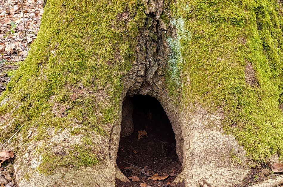 Bemooster Baumstamm mit Höhle
