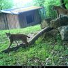 Wildtierland Hainich gGmbH/Wildtierkamera