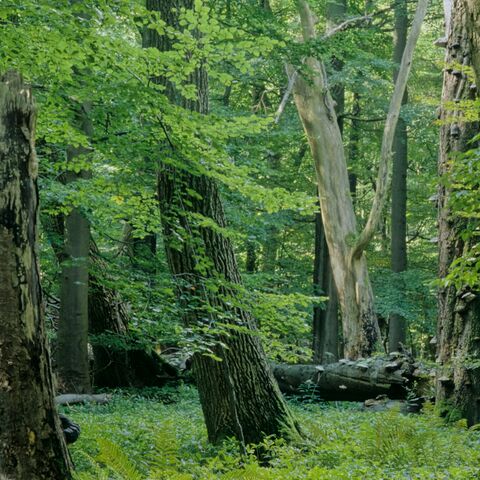 Urwaldartige Waldbestände im Nationalpark Hainich