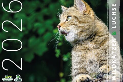 Kalender Wildkatzen und Luchse 2026 (Titelseite)