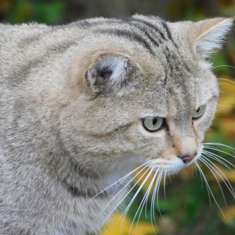 Wildkater Emil mit Kopf und Hals vor verschwommenem Hintergrund