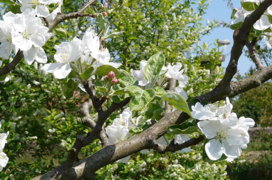 Zweig eines Obstbaumes mit zahlreichen weißen Blüten