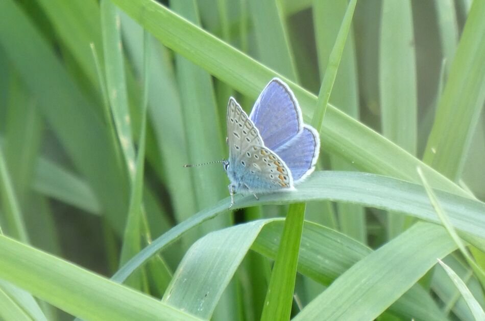 Blauer Hauhechel-Bläuling auf grünen Halmen