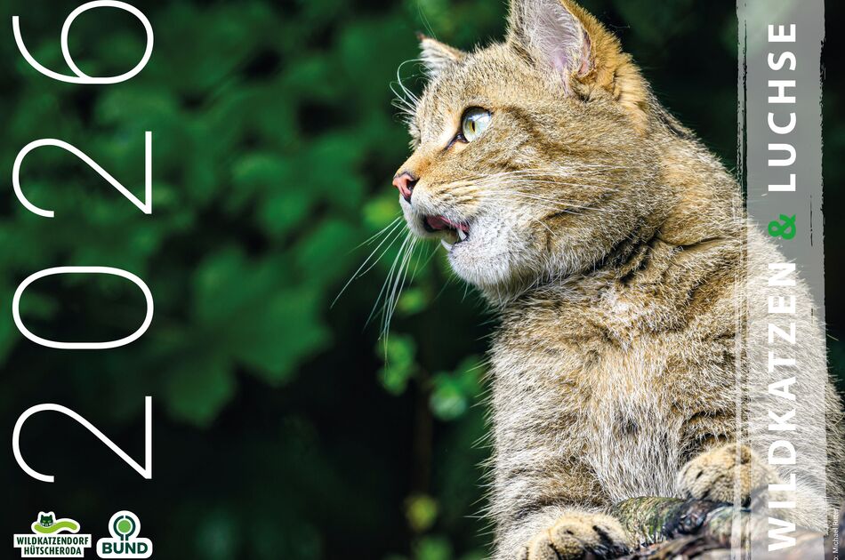 Kalender Wildkatzen und Luchse 2026 (Titelseite)