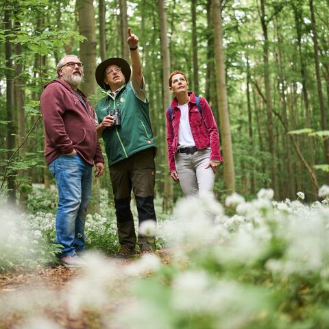 Ranger mit Gästen im Nationalpark Hainich unterwegs zwischen blühendem Bärlauch