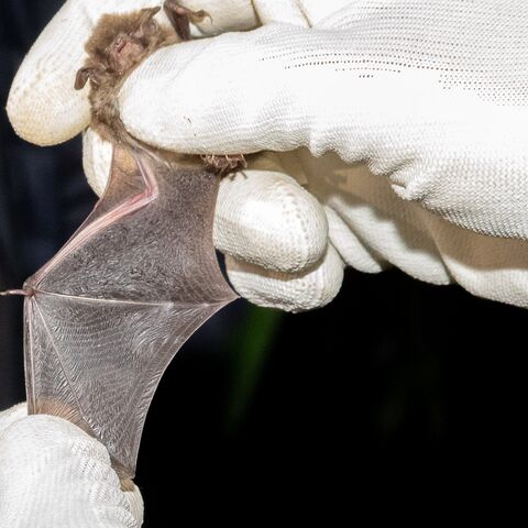 Fledermausbestimmung bei der Fledermausnacht