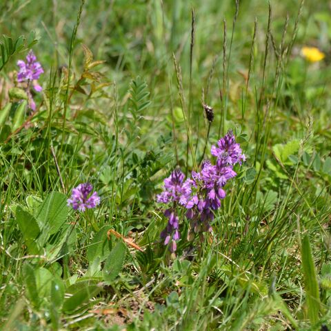 lilafarbenes Knabenkraut auf einer Wiese