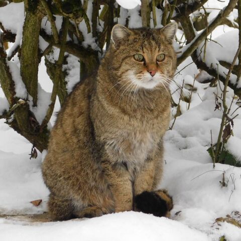 Wildkatze Carlo im Schnee sitzend