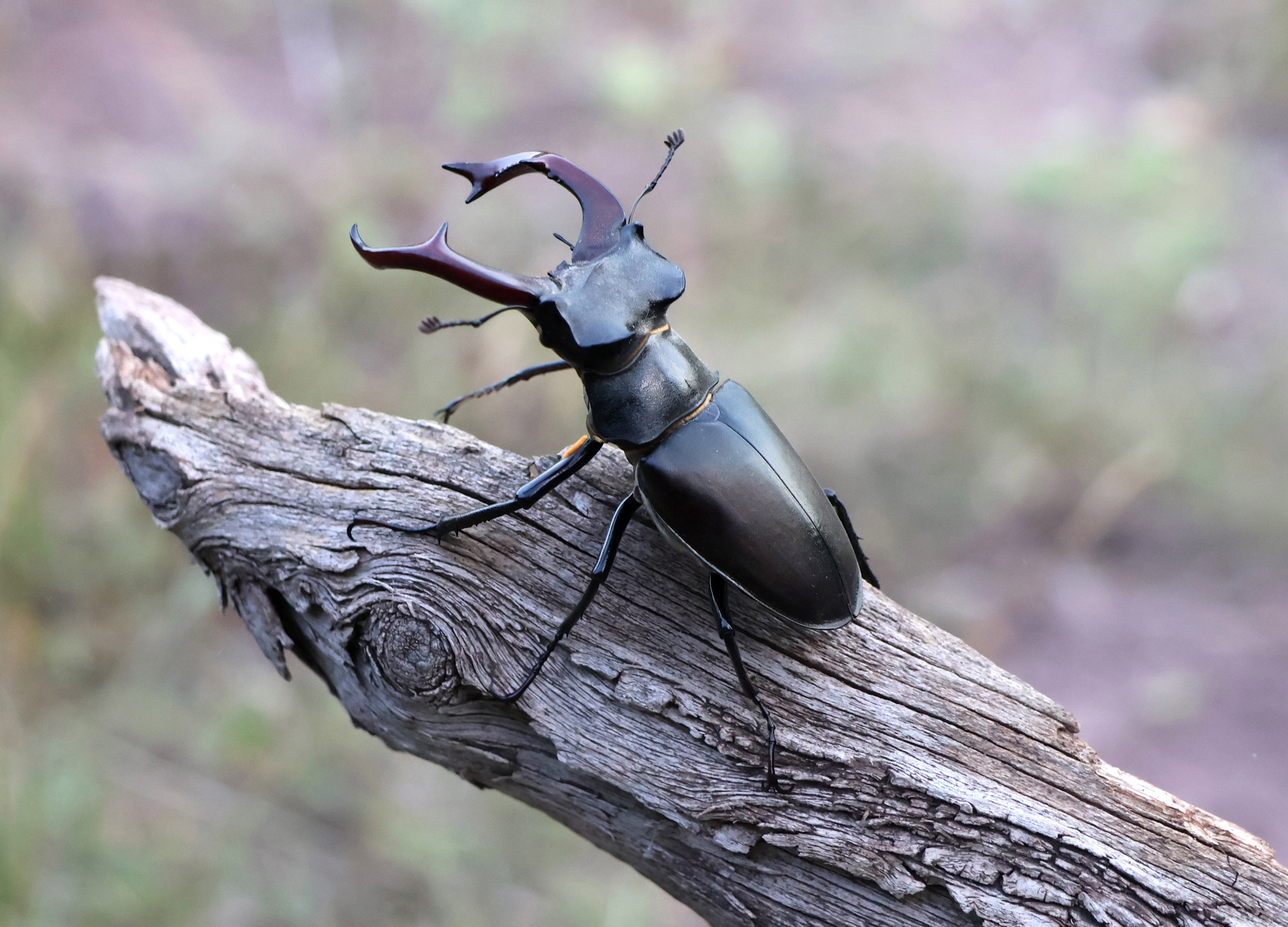 Hirschkäfer auf einem Ast am Schlossberg