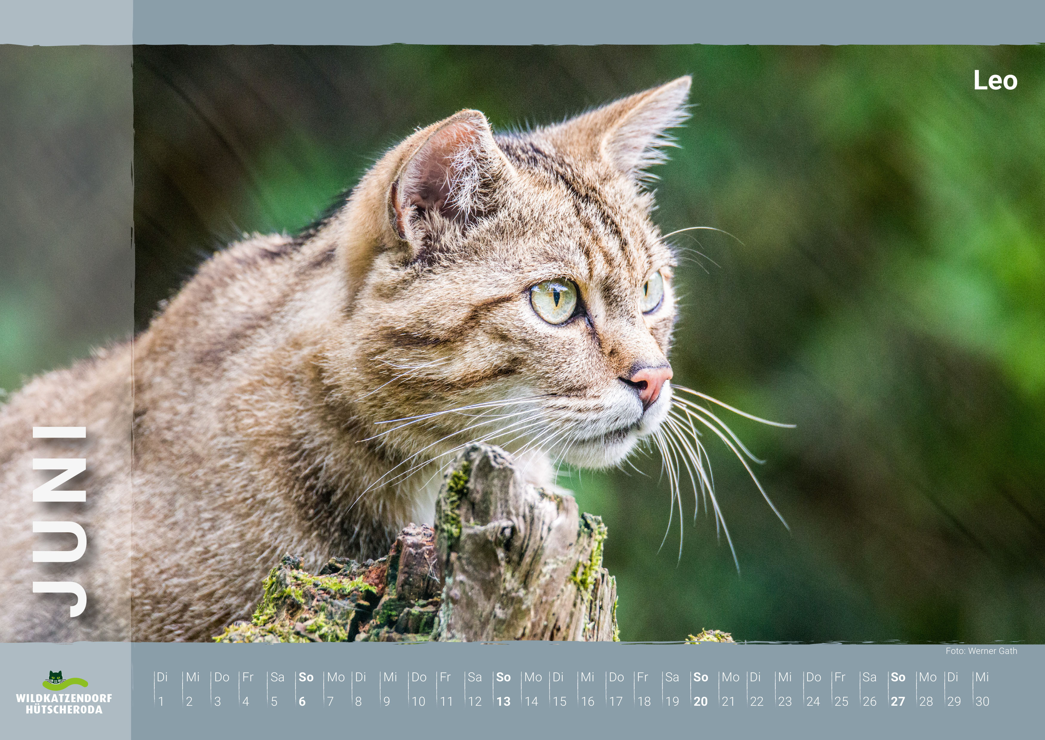 Kalender Wildkatzen & Luchse 2027 - Juni