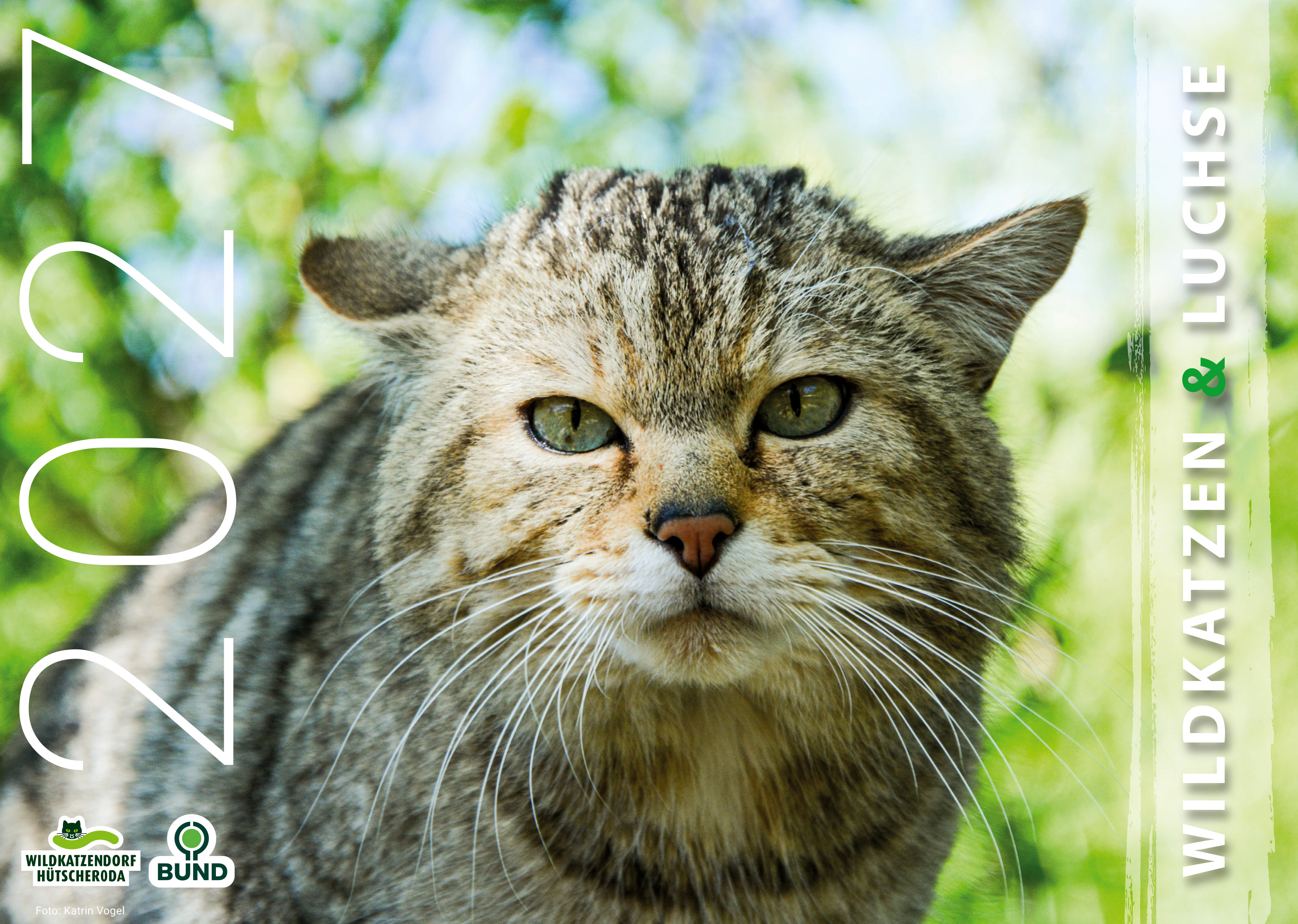 Kalender Wildkatze und Luchse 2027 (Titelseite)