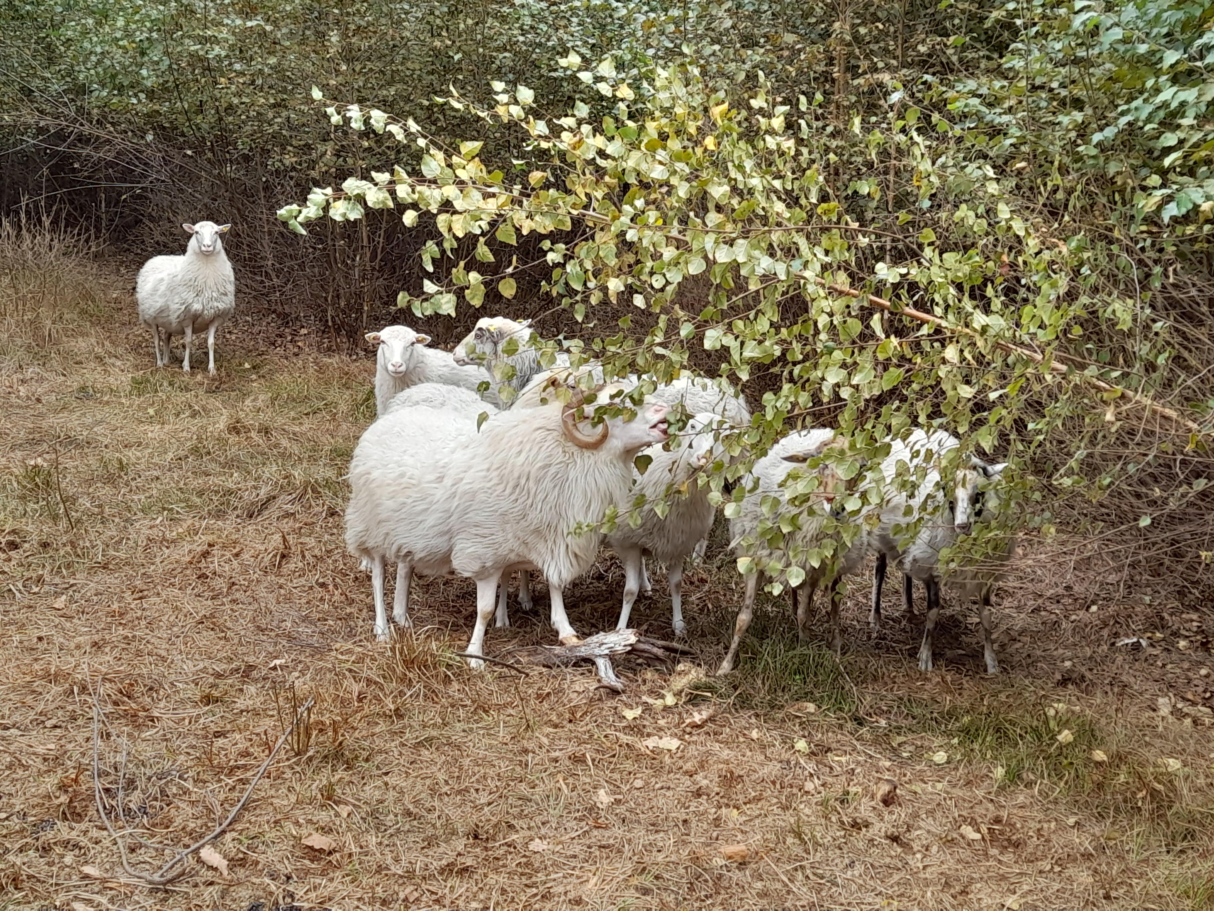 Moorschnucken fressen an abgeknickten Birken