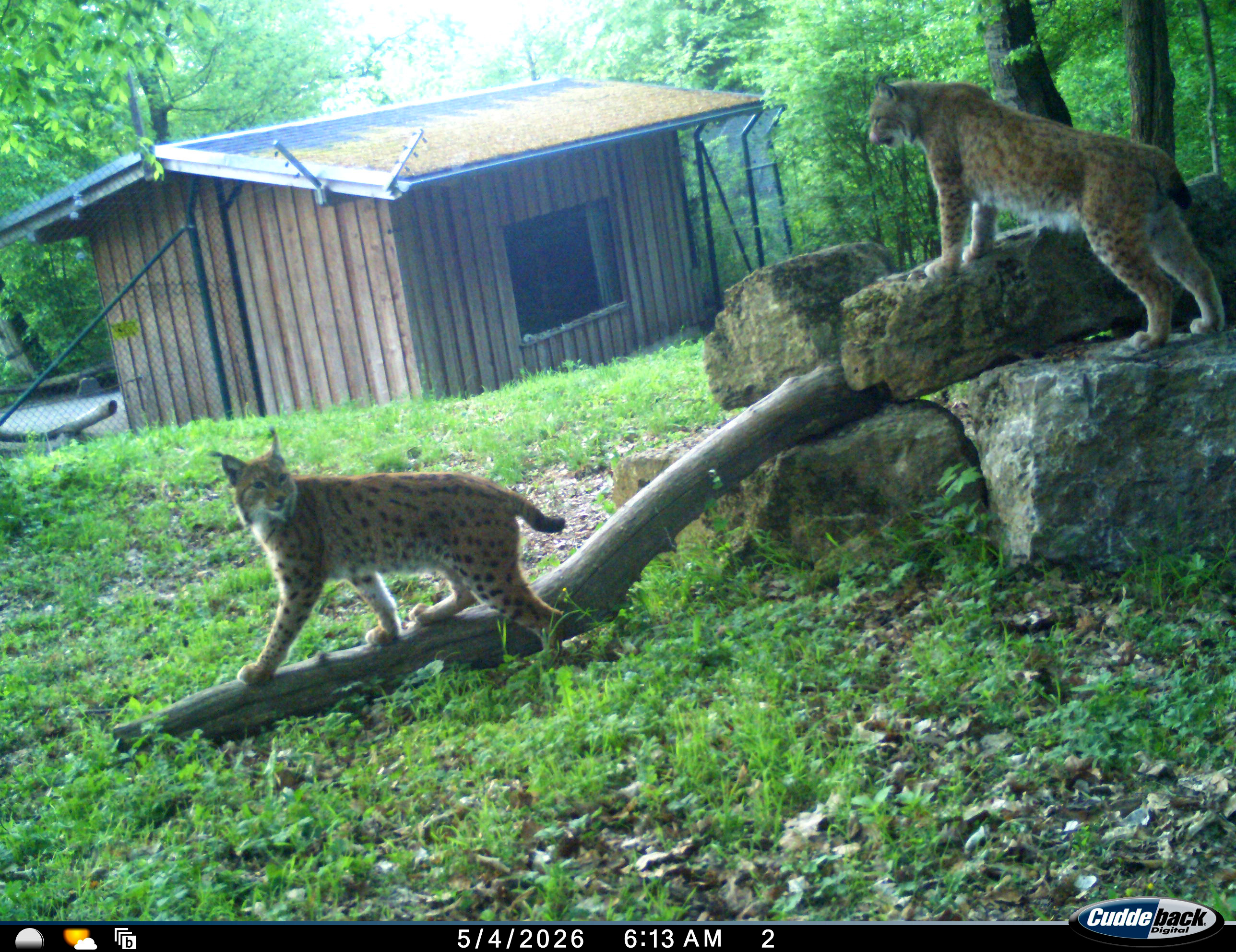 Die beiden Luchs Siron und Kaja im Schaugehege im BUND-Wildkatzendorf Hütscheroda