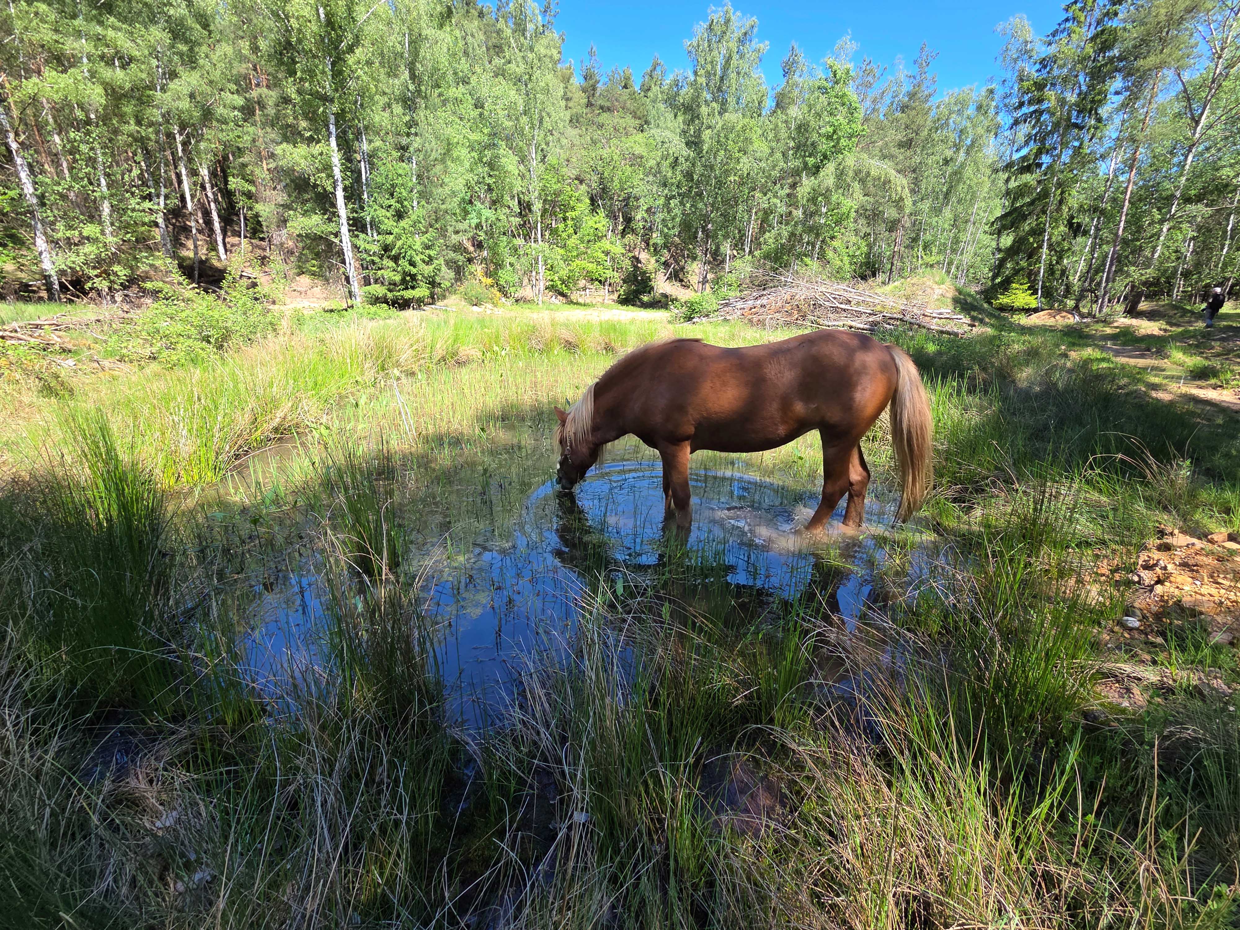 Waldweide mit Pferd
